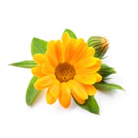 Calendula oil