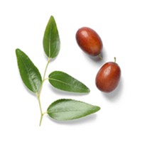 Jojoba oil