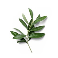 Olive leaf extract