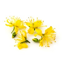 St John's wort oil