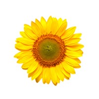 Sunflower Extract