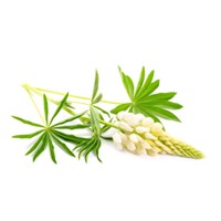 White Lupin